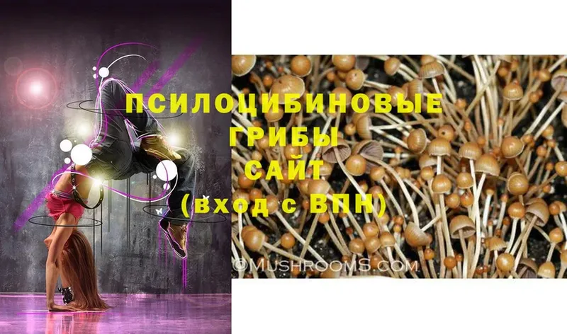 где найти наркотики  Фурманов  Псилоцибиновые грибы Psilocybe 